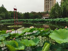 -陈家山荷花公园