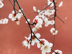 -梅村泰伯庙