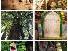 -莫里热带雨林景区