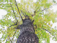 -成都宽窄巷子奎星楼街亚朵X酒店