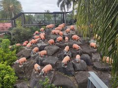 -东芭乐园
