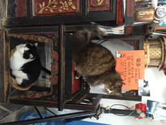 Anne猫窝咖啡屋-Anne猫窝咖啡屋