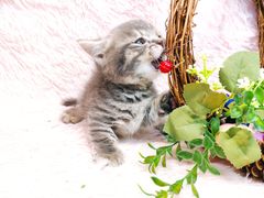 -十年猫舍·猫咪专门店(普陀店)