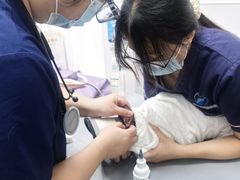 -宠物星动物医院·眼科·异宠·猫科(江南大道总院)