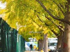 -三里屯东五街银杏大道