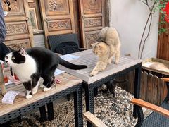 -喵屿·大理花园猫咖