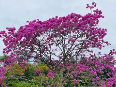 -中国科学院西双版纳热带植物园