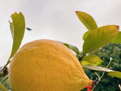 -前村咖啡(崇贤店)