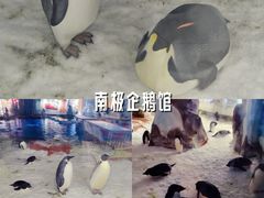 -上海海昌海洋公园