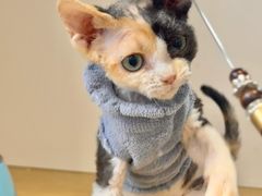 -青奢宠物·青奢猫舍