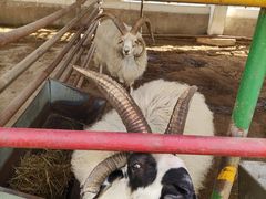 -南宫五洲植物乐园