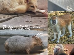 -北京野生动物园