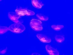 -芜湖新华联大白鲸海洋公园