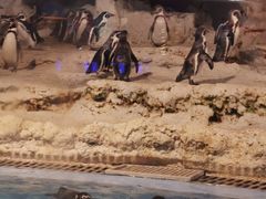 -帝企鹅自助餐厅•儿童岛•真企鹅(长隆企鹅酒店)