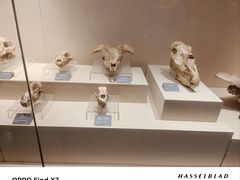 -安徽省地质博物馆