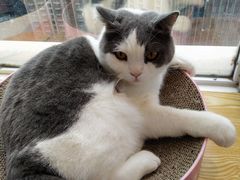-Heymao猫咖.咖啡厅(东门店)
