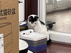 -伟伟宠物医院·瑞派猫友好医院·猫科(光谷店)