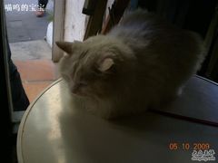 -Babycat私家御饼屋(龙头路一店)