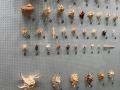 -四川大学博物馆