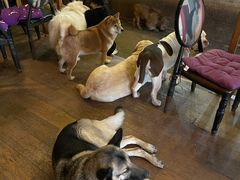-萌喵咖啡屋(人民东路4号口M16商铺店)
