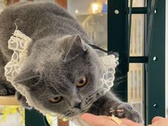 -共舞时光猫咖·狗咖(新街口店)
