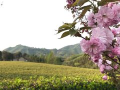 -帐篷客·溪龙茶谷度假酒店