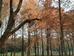 -共青国家森林公园-南大门停车场