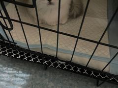 -欣宠猫屋·矮脚拿破仑·蓝金金渐层