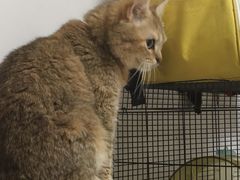 -pd派德宠物中心医院24H急重症·眼科中心·血液透析中心(嵩山北路店)