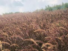 -瓷天下海丝谷
