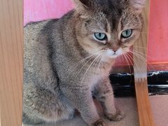 -藏猫猫咖啡主题馆(中央大道店)