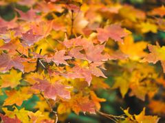 -云岫谷游猎自然风景区