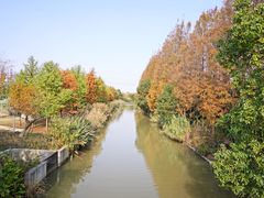 -上海长兴岛郊野公园