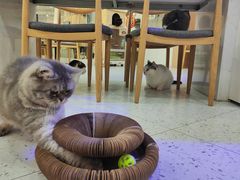 -喵园·猫主题咖啡厅·撸猫·猫咖(国贸店)