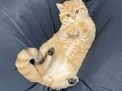 -喵zoo家庭繁育猫舍(尖东智能花园店)