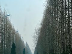 -盐城丹顶鹤湿地生态旅游区