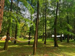 -上海共青森林公园