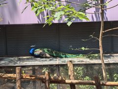 -昆明动物园