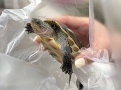 -青石桥花鸟鱼虫市场(叠翠城店)