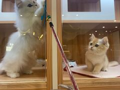 -钦宠·猫咪售卖·洗护·寄养(东圃旗舰店)