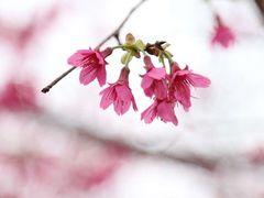 -天适樱花悠乐园