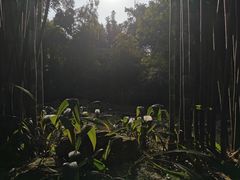 -望江楼公园