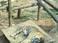 -大连森林动物园