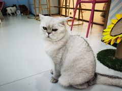 -糯米喵星人·撸猫猫舍咖啡馆(西市场嘉华店)