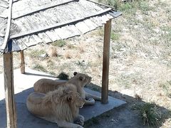 -新疆天山野生动物园