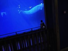 -大连圣亚海洋世界