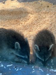 -Zoolung Zoolung动物主题公园(海信广场店)