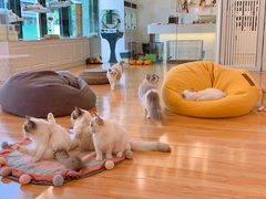 -momokira米努特·德文卷毛猫·棉花面纱犬