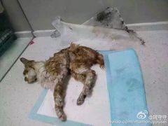 盛京一禾-盛京一禾