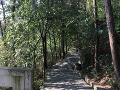 -铁山坪森林公园